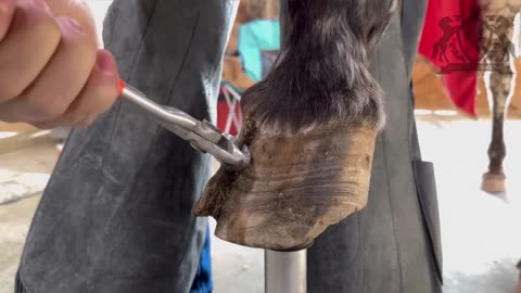 WORST HOOF CRACK