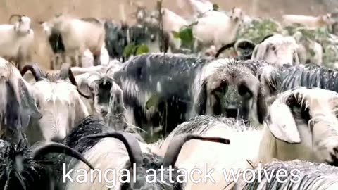 Kangal attack wolves