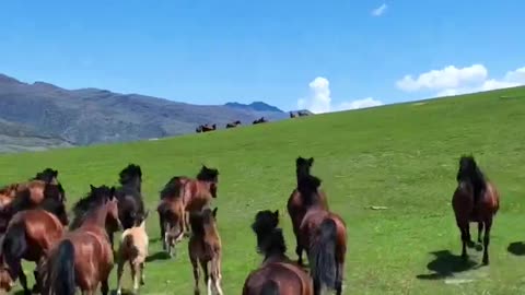 Horses in Kazakhstan mountains😍🇰🇿