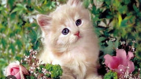 Cute cats for Dp and wallpapers images