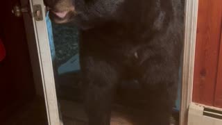 Beautiful Bear Shuts The Door Politely