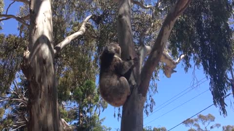 Koala Gets Kicked Out Of Tree and Cries!