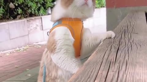 VIRAL FUNNY CAT VIDEO