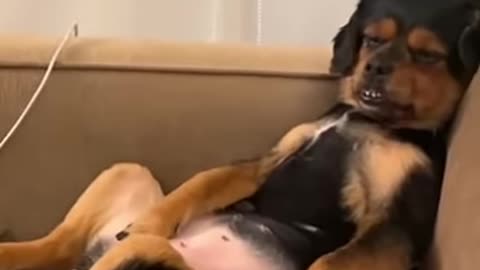 Funny animals 😆 - Funniest Cats and Dogs Video🐕🐈