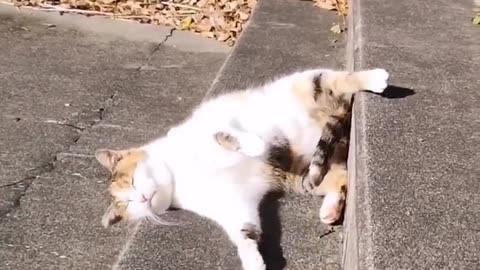"Basking in the Sun: A Cat's Pursuit of the Perfect Sunlit Slumber"