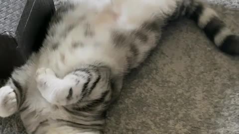 Kitty - I am Not Lazy 😂