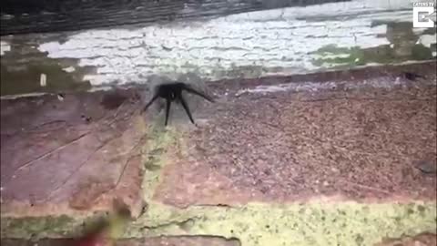 Venomous Spiders Infest Home