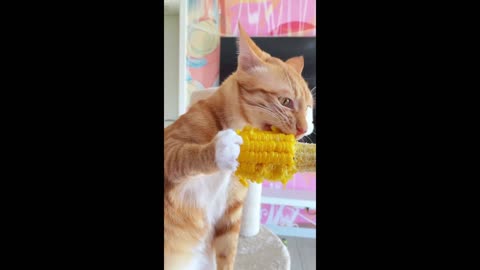 Cat with corn