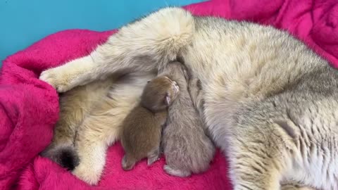 Mom cat carries an adopted kitten to her