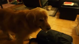 Impatient dog eagerly awaits her gift