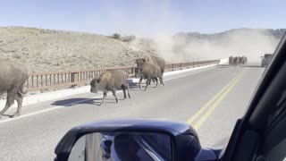 Bison Stampede Across Bridge in Yellowstone National Park