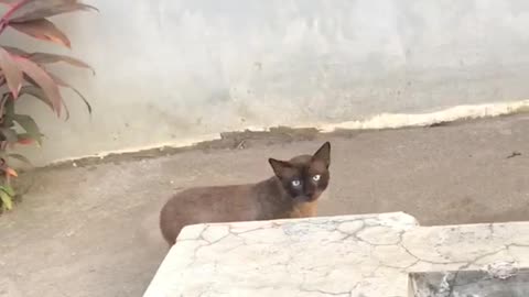 Blue eyes cat