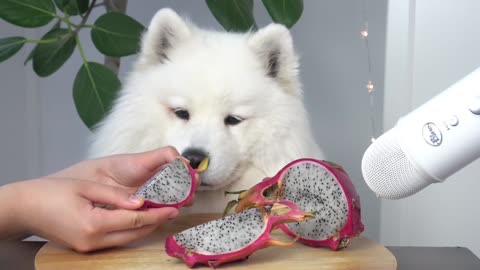 ASMR Dog Reviewing Different Types of Food #7 I MAYASMR