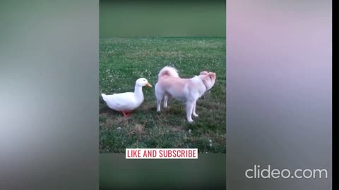 funny duck and dog clip