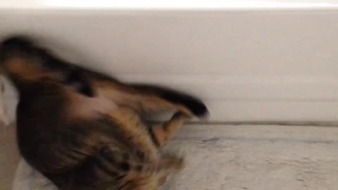 Cat doing somersault