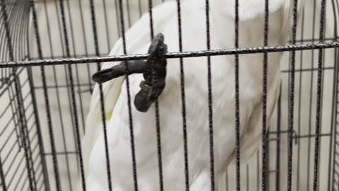 my funny bird and very angry to close him in cage