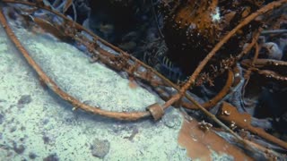 lobsters in shipwrecks