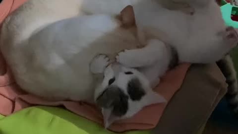 My cats love each other