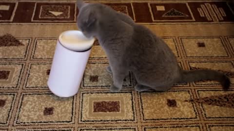 clever cat solve problem