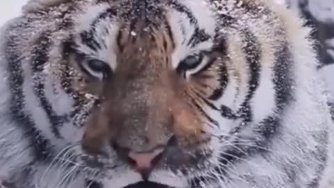 Close-up of a tiger in the snow