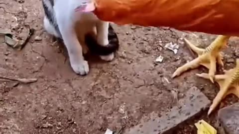 Cat VS Chicken funny video