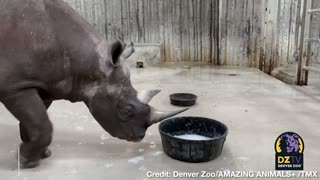 WHOLESOME: Animals Enjoy "Bubble Enrichment" at Denver Zoo