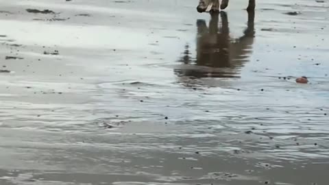 Dog Plays Fetch With Ball and Runs Around on Beach Alongside Their Owner