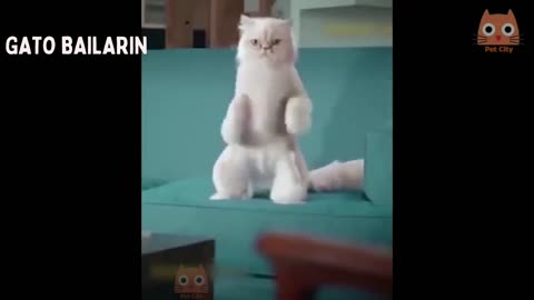 Gato Bailarín