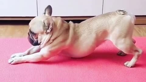 Dog yoga video fanny and cute dog video check now😂