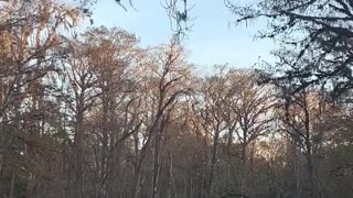 Florida Monkeys crossing a River