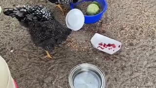 older chickens being bully's