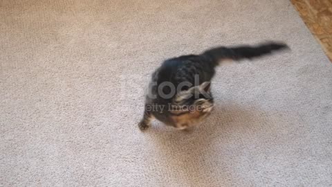 Tabby kitten jumping and playing with itself