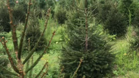 Evergreens at Highland Hill Farm near Philadelphia call 215 651 8329