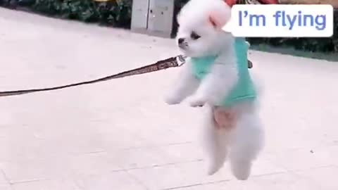 Cute and funny Pomeranian puppy || Dogs & Puppy Lover