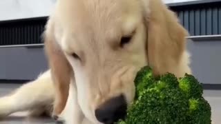 Essa fofurinha adora um brócolis.