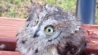 Baby owl.