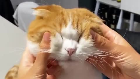 Funny cat massage