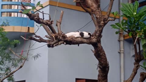 The cat was romantic sliping their girlfriend top on the treee