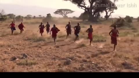 Masai Tribal hunt lion || Amboseli National Park, Safari Kenya 2021