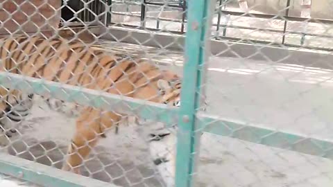 Hungry tiger in zoo Very excited see this reel