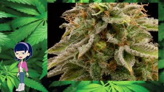 Lemon Thai Kush – Humboldt Seeds Organization