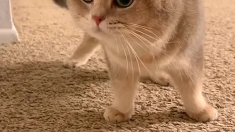 Cute kitten