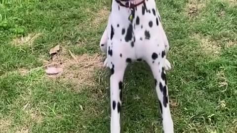 Sweetest shelter dog kept getting returned because he's deaf # bekind # dogs