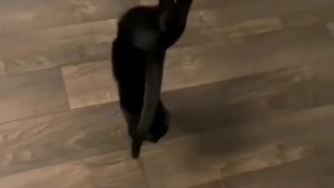 Cat doing handstand Trick