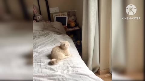 Funny Cate Video#catvideo#Dancecat🐈🐈🐈