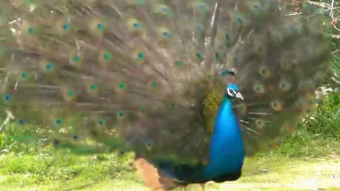 Beautiful nature, Peacock dancing looks cute and sweet