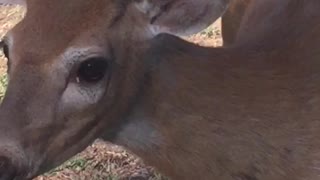 Gran scolds deer buck.