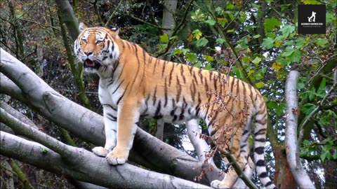 Explore the mesmerizing world of tiger in this captivating video