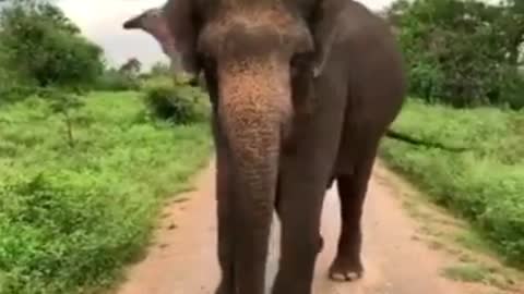 Elephant angry video