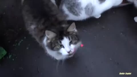 Cute Kitten 🐾 is saying something to me🥺🥰